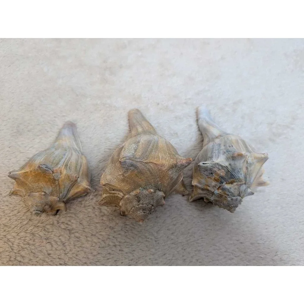 Lot of 3 Spiky Conch Sea Shells Natural Beach Nautical Decor Collection